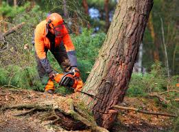 Professional Tree Care Services in Schnecksville, PA